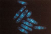 酵母の細胞分裂とゲノムサイエンス