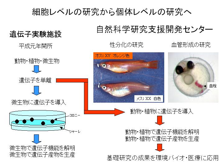 �זE���x������̃��x����